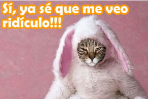 gatitos facebook
